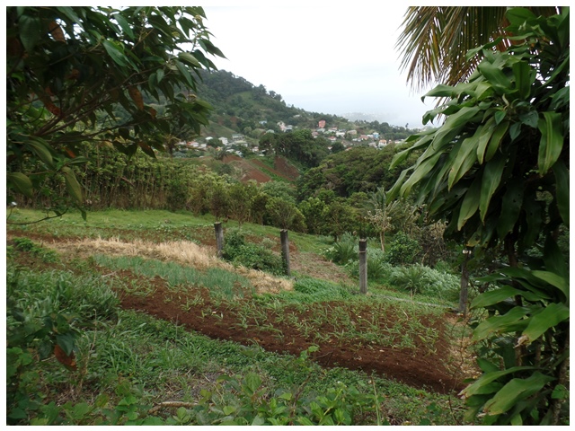 Agriculture Land For Sale Bowood Green Hill Ref Ddghl296